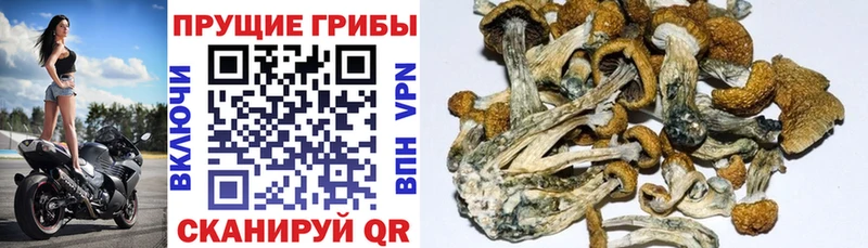 Псилоцибиновые грибы прущие грибы  Купить закладки  Кирсанов 